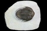 Tower Eyed Erbenochile Trilobite - Top Quality #128993-1